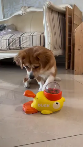 #DogLife #dogsoftiktok #PetParentTips #PetAccessories #dogowners 