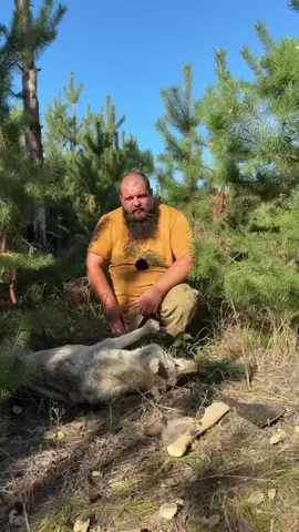 Волк подрался с белкой #выживалово