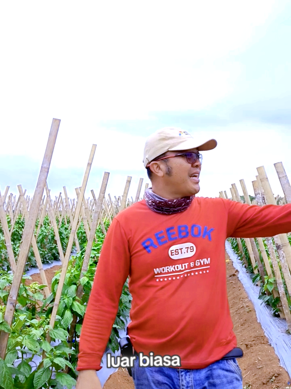 #acebibitmalingping #Pupukorganikkomplex #caberawit🌶 