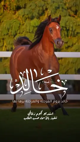 شيلة باسم خالد 2026 شيلة مدح خالد #استديو_نجوم_زفافي #لطلب_الشيلات_0505336824 #السعودية #الكويت #قطر  #تصميم_فيديوهات🎶🎤🎬تصميمي🔥 #تصميم_اسماء_حسب_الطلب #شيلة_باسم_خالد #شيلة_خالد #خالد 