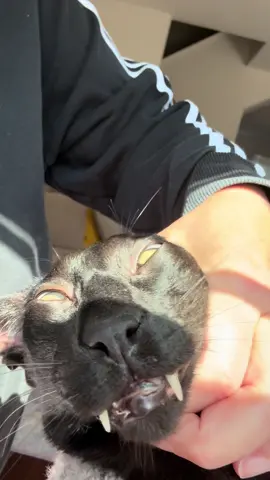 Jorking the peenar! #larry #evillarry #fyp