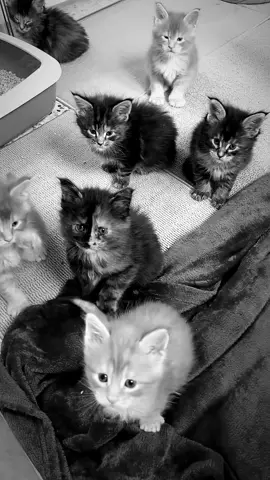 Guess a riddle... what colors are these dwarfs? Almost everyone is ready to go to bed, with one eye half open and the other half closed😝😍 #mainecooncat #mainecoonlovers #mainecoon #fyp #viral 