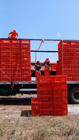 Ganhando dinheiro vendo os outros trabalhar e vida😂😂🐔🚚💥#GALERADOFRANGO #galeradofrango 