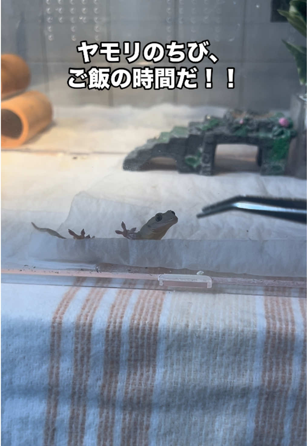 ヤモリのちび、ご飯の時間だ！！