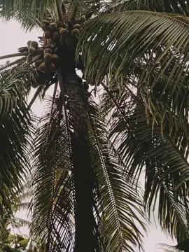 kuatkan sj lah walaupun lelah #storypanjatkelapa #AbangJuma98 #fypviral #fyppppppppppppppppppppppp 