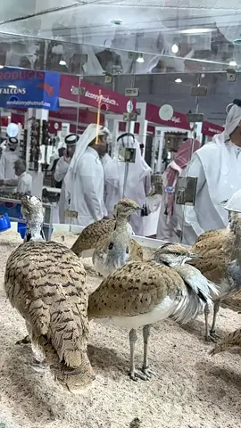 #معرض_سهيل_2025 #حباري #fyp #foryou #qatar🇶🇦 