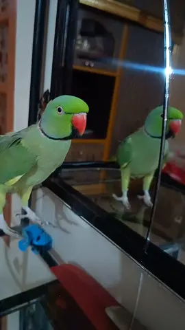 #parrottalking😍😍😍 #parrotvideo ##parrotworld❤️👌🏻 #parrotlover#foryou🥰🥰🥰 #foryoupage❤️❤️  @cute shahzadi 💞@Papa ki pari🥰 