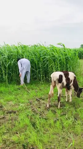 #Anasraaj #aaj to bhai ke sath bura hua #hahahahhahah🤣😆😆🤣🤣🤣🤣 