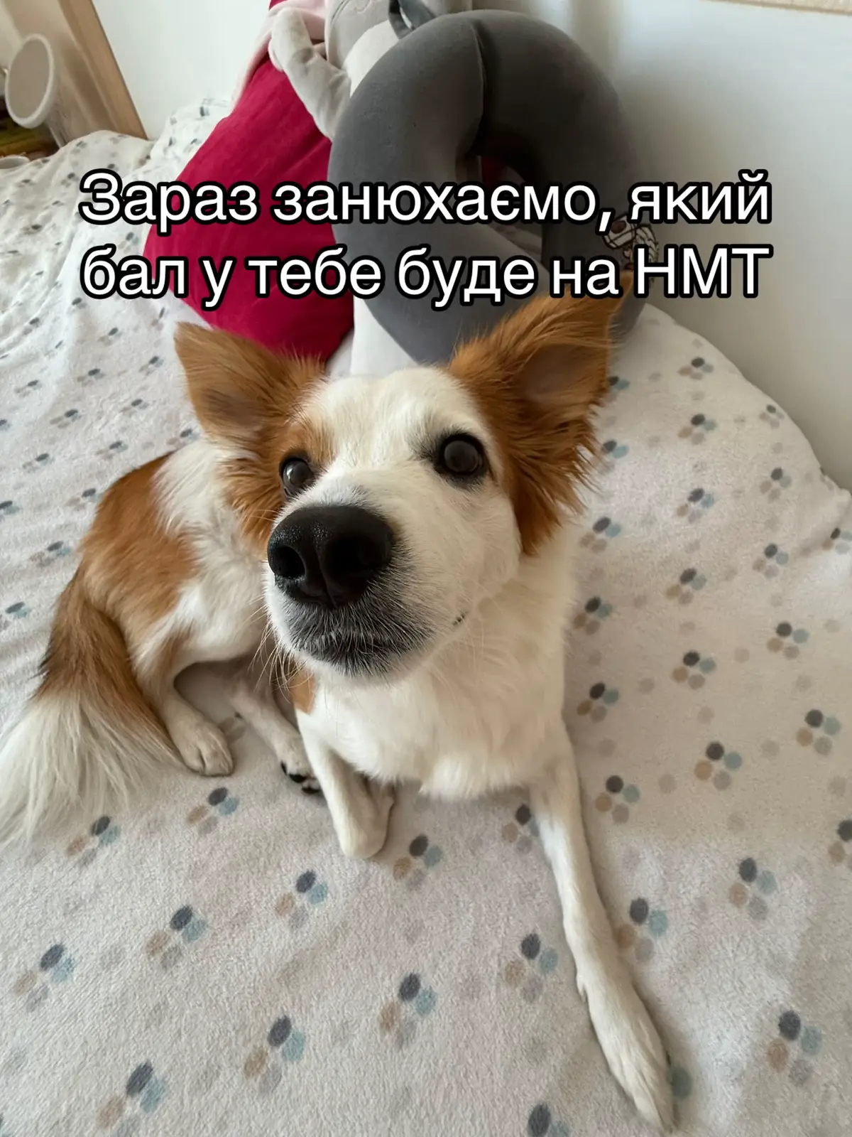 #нмт2026 #нмт #11клас 