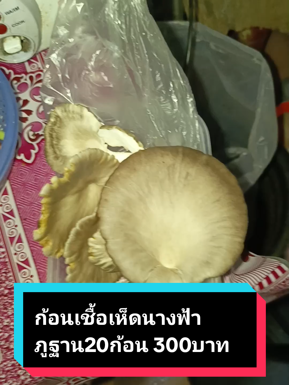 ก้อนเชื้อเห็ดนางฟ้าภูฐาน20ก้อน 300฿กดตะกร้า