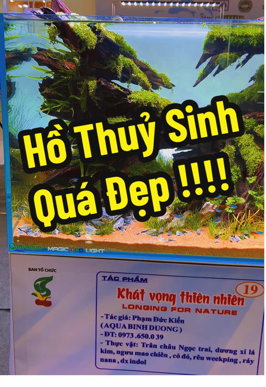 KOIKA AQUASTAR 2025 Tác Phẩm - Khát Vọng Thiên Nhiên - Anh Phạm Đức Kiển Như chúng ta đang đi giữa khu rừng vậy!!!! #aquarium #koika #vietnamnatureaquariumcontest2025 #koikaaquastar #aquascape 