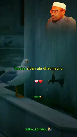aabaha iyo hooyadu waa iney isku manhaj ka yihiin sidey ilmahooda u kobcin lahaayeen-🫶❤️‍🩹🔥-#dhiirigalin #sheekhmustafe #zaky_somali #zaky_somali_🧑‍💻 