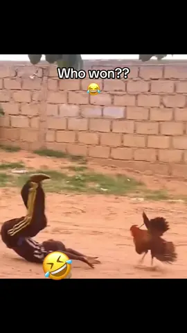 So who won dis match? 😁😂 #chicken #kids #viralllllll #funnyvideos 