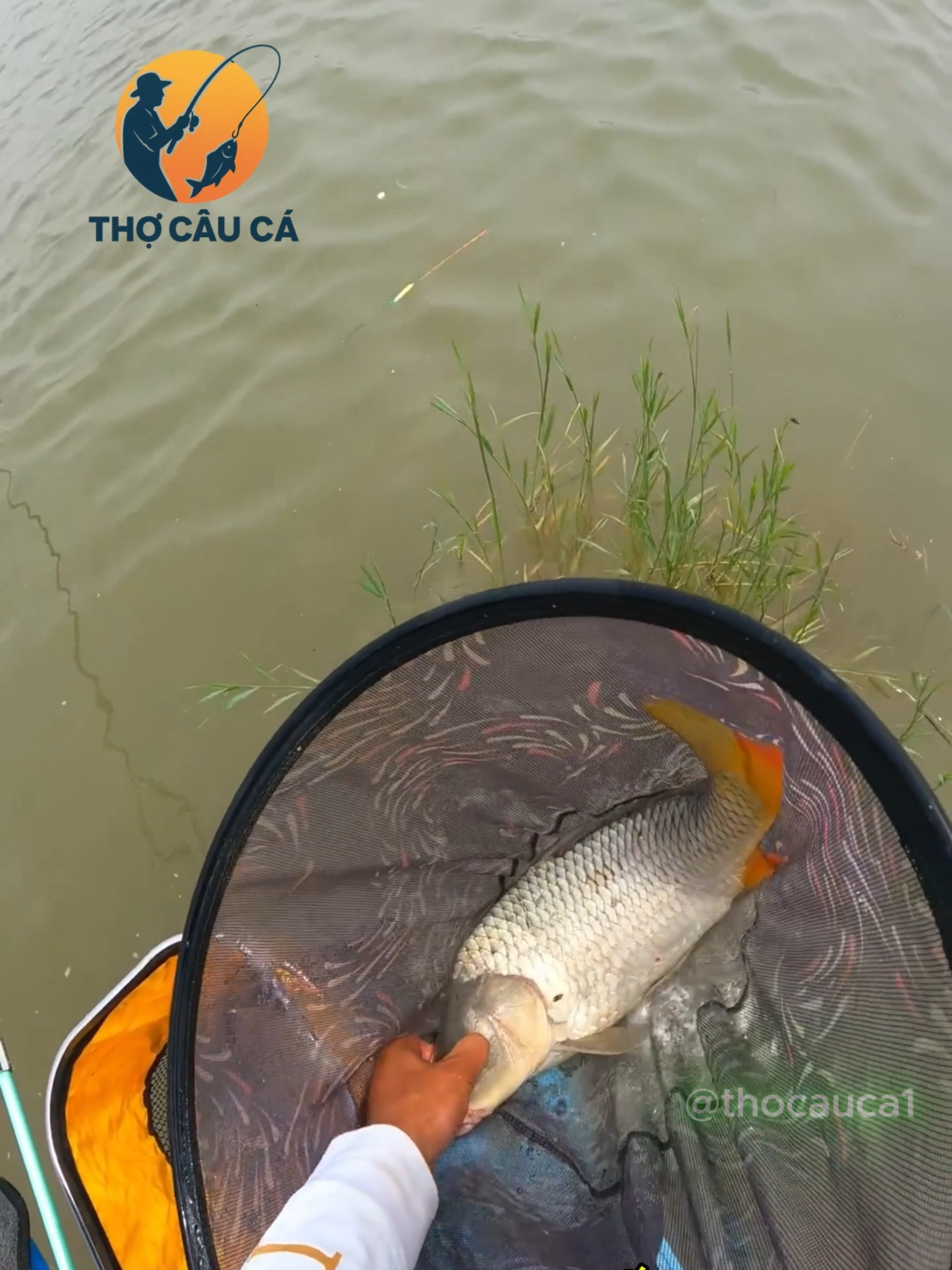 Kỹ thuật câu cá chép đã truyền lại cho ông lão #cauca #caucatunhien #caucagiaitri #xuhuongtiktok #fishing