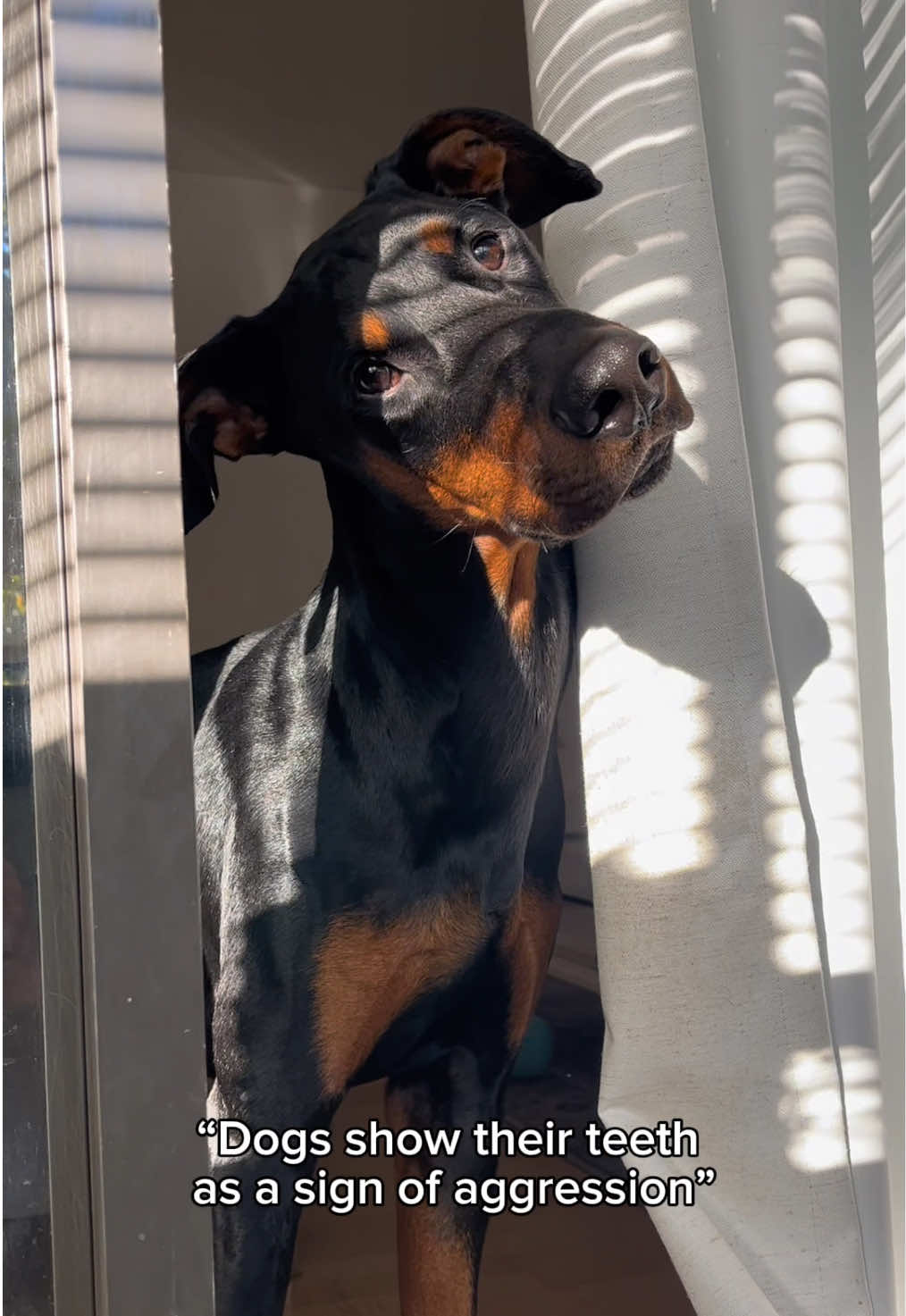 The most aggressive teefs in the world #dogsoftiktok #dogcontent #dogcomedy #funny #cute IB: @Pancake 🥞 