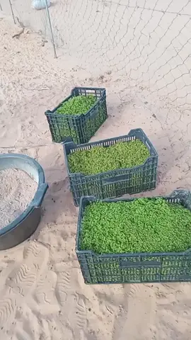 #ckekmii  تربيه وزراعه #tik_tok 