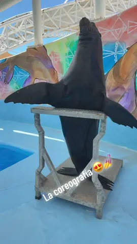 NAAMU ES ASIII, SÚPER WOOOOOW EL MÁS DURO EL NUMBER ONE 🎶😎☝️‼️ #Trend 😜 #LoboMarino 🦭 #DelfinarioSonora 🌵 #SanCarlos 🏝️☀️ #Mexico 🇲🇽