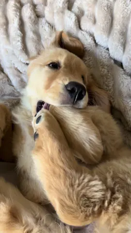 Two legs are better than one  #cutepuppy #goldenretreiverpuppy #goldenretriever #puppytiktok #crazypuppy 