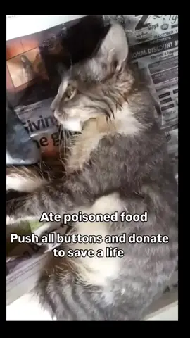 Posted and rescued yesterday unfortunately no donations yet.  Please keep them in your prayers and help us give them a second chance at life 🙏🐾 ✨ Every little donation counts—it could be the reason they survive  #repost #catsoftiktok #catrescue #rescuekittens #catsfollowers #cats #straycatsoftiktok #communitysupport #catstiktok #unitedkingdom #usa #europe #germany #switzerland #furryfriends