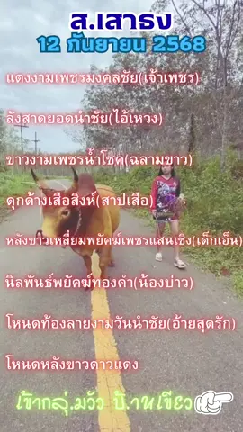 #วัวชนคนใต้💯 #วัว #วัวชน #ฟีดดดシ #เทร์นด์วันนี้ 