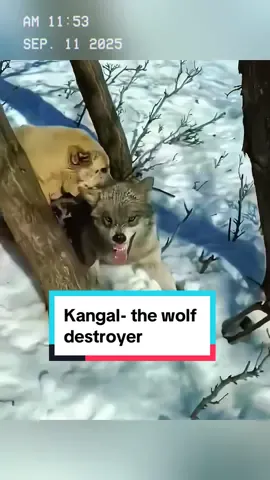 Kangal- the wolf destroyer. #wildanimals #animals #foryou 