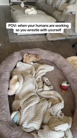 The little barks at himself 😂 #maltipoo #dogsoftiktok #silly #zoomies #puppy 