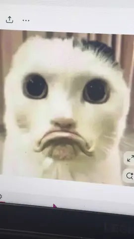 🐱#painting #catmemes #memes #art #artoftheday 