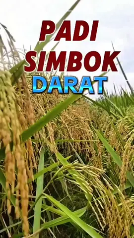 PADI SIMBOK DARAT #padidarat #padi #benihpadisimbok #padisimbokdarat