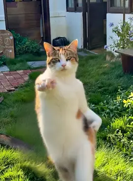 #animal #ai #pet #cat #animaldance Do I dance well?