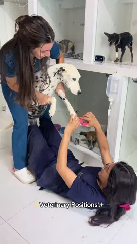50 dias pra terminar e não terminamos 😫 #vet #veterinaria #fy #dogsoftiktok 