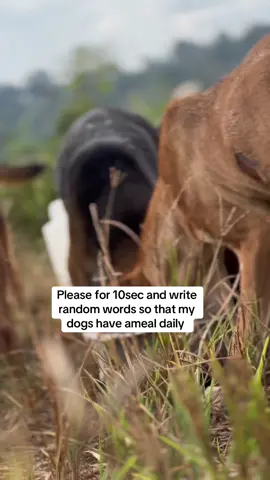 Please consider donating to help these dogs from hunger link in bio to donate anything little that can help my dogs  #help #usa🇺🇸 #do #hanningtondogsshelter #govitalvideotiktok 