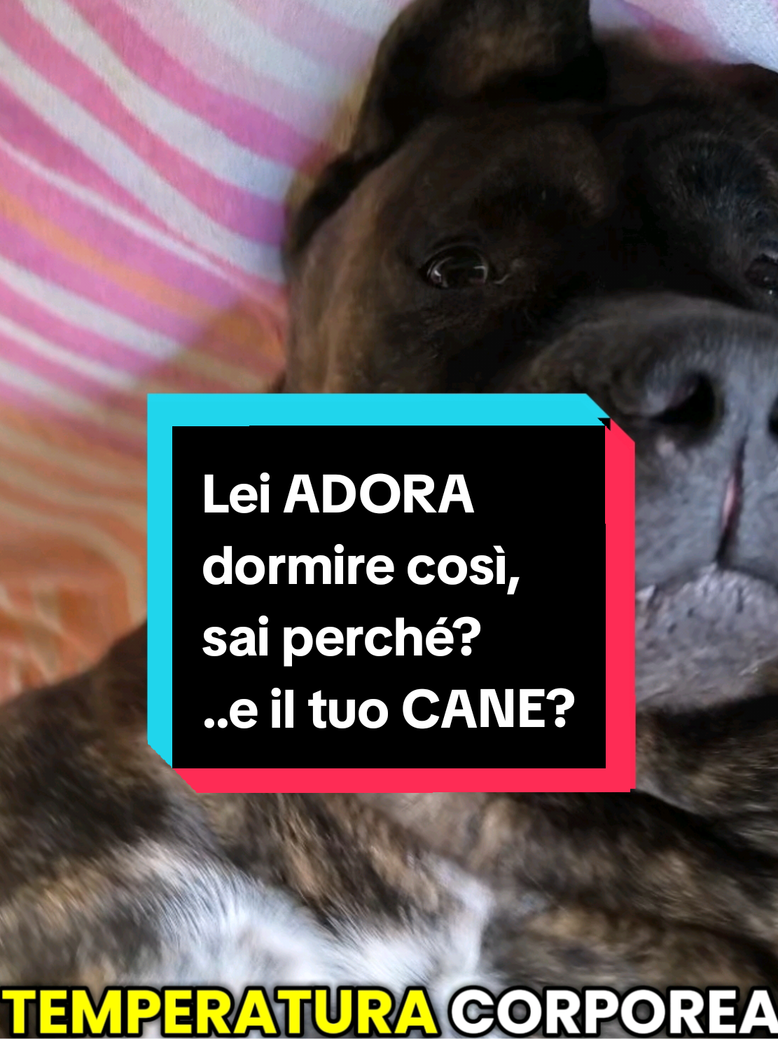 🐕Hai mai notato se il tuo cane dorme spesso a pancia in sù ? ✳️ È una posizione che può sembrare scomoda ma come detto nel video ha un significato ben preciso 🤩✌️ 👉👉👉 scrivimi se vuoi nei commenti se il tuo cane è solito dormire così o non lo fa mai..in ogni caso non devi preoccuparti 😊🐶 #comportamientocanino#cani#educazionecinofila 