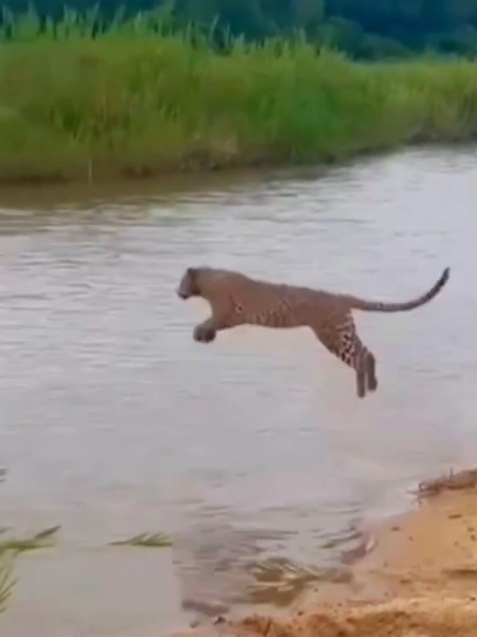 Jaguar v/s crocodile 🐆 🐊 #animalwarld #wildlife #nature #amazingsounds #foryoupage 