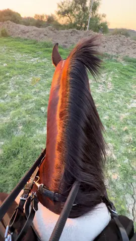✅✅✅ #ياسر_الحزيمي #المقحم #تطوير_الذات #كلام_من_القلب #خيل_وخياله🐎 