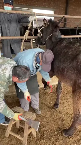 #donkey #donkyhooves #hoofpicking #hoofcleaning #farmlife 