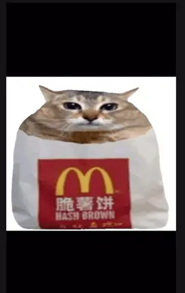 Cat meme #memestiktok #foryoupagе #cat #funnytiktok #viral 