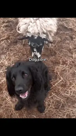 Dog core. #dog #funnydog #core #funny #fyp 