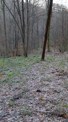 #priroda #planina #srne #srndac🦌🌲🦌🌲 