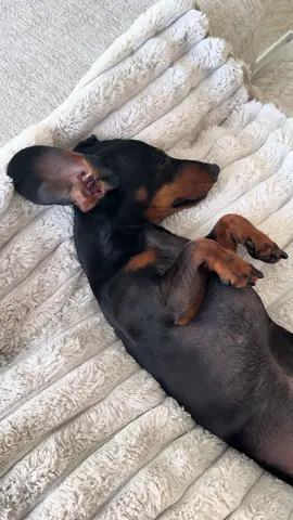 Myla’s favourite hobby along with eating and barking 😂 #dachshund  #dog #minidachshund #dogs #dogsoftiktok 