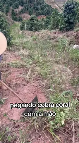 @derlicosta5 