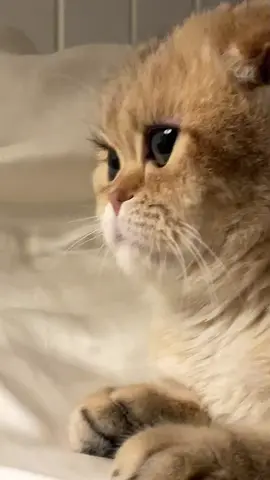 #trend #fyp #explore #cats #cat 