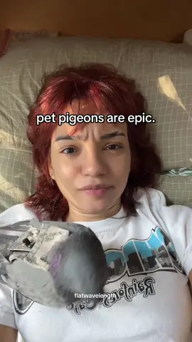 pigeons are great pets and this is just one other reason why #pigeon #petpigeon #pigeons  #petbird #pigeongirl