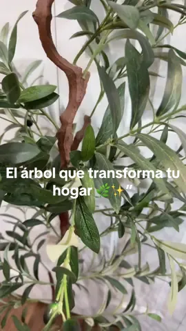 Lore 🌞 El árbol que transforma tu hogar 🌿 Un árbol de olivo artificial con tronco de madera natural, follaje realista y estilo decorativo perfecto para sala, oficina o cualquier rincón. ¡Un detalle que da vida sin complicaciones! #DecoraciónDeHogar #EstiloElegante #TikTokMadeMeBuyIt #DecorTrendy #elevatedhome 