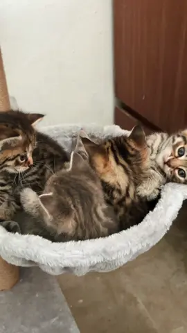 🩶.                                                                  #Allah #Quran #islamic_video #cat #muslim 