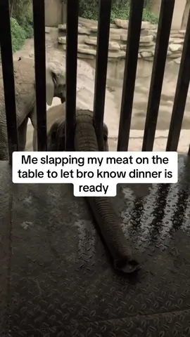 Dinner time bro 💀 tag bro  #elephant #meme #fy #funny #dih 