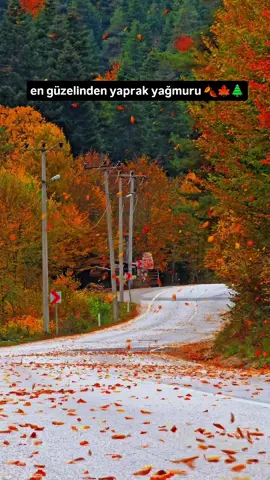 seninle beraber bu yaprak yağmurunda ıslanalım dediğin kişiye gönder 🧡👫🤗 sonbaharın en güzel anı sizlerle🍂🍁🤗 not: abant yolunun bu halini ekimin son haftaları görebilirsiniz planlarınızı o tarihe ayarlamayı unutmayın🍁🍂🧡 #sonbahar #sonbahar🍁🍂 #autumn #autumnvibes🍁 #autumn🍁 
