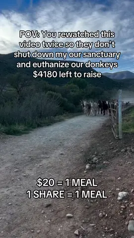 Fundraising link in bio #donkeysoftiktok #donkeys #equine #fyp #ponylove 