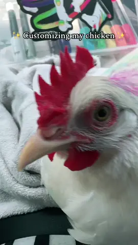 Everyone should customize their chicken my chicken is beautiful and amazing #farmlife #chickens #chickensoftiktok #cute #art 