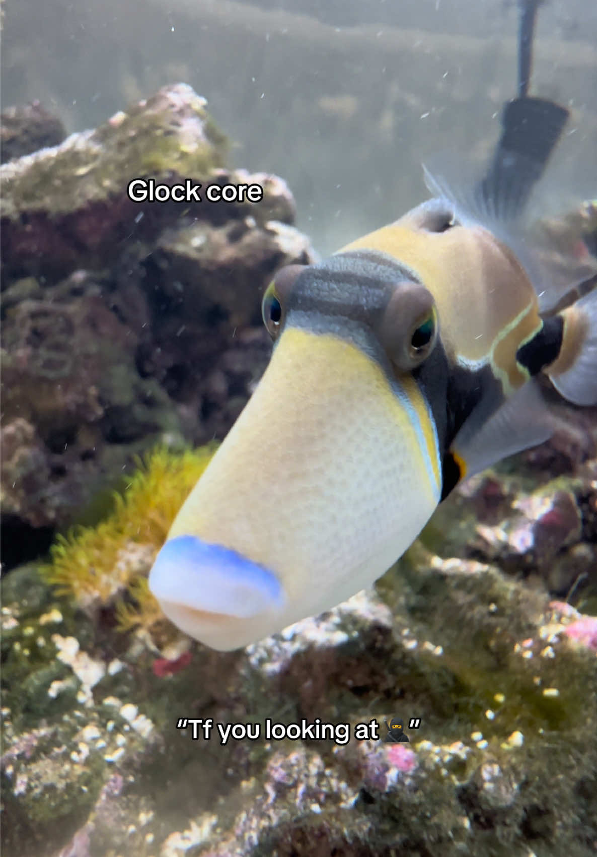 Bros not impressed im home #reefsync #fyp #saltwateraquarium #fishtok #triggerfish 