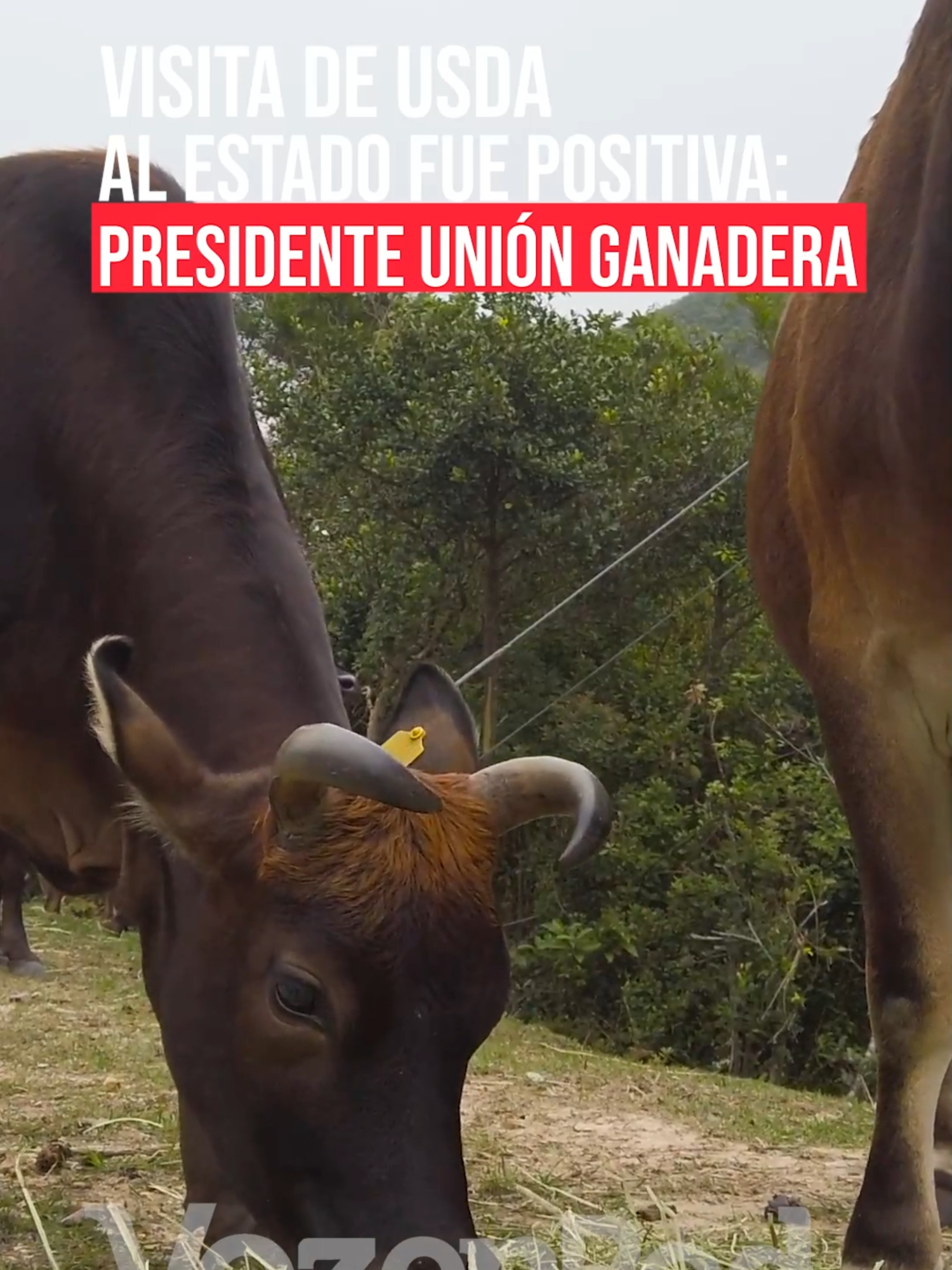 Álvaro Bustillos, presidente de la Unión Ganadera Regional, calificó como positiva la visita del Departamento de Agricultura de Estados Unidos al estado, pues dijo incluso se mostraron sorprendidos por las medidas que se han implementado para evitar la entrada de la plaga del gusano barrenador. Entre las acciones más importantes destacó el laboratorio, el sistema de trampeo con 422 trampas, las cuarentenas y las limitaciones de ganado, lo que posiciona a Chihuahua como líder para combatir esta plaga. #chihuahua #Internacional #Ganaderos #MarcoBonilla #noticias #NoticiasdeHoy #GusanoBarrenador